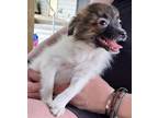 Adopt Baby Girl Harlo a Poodle, Pomeranian