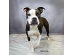 Adopt Minnie a Pit Bull Terrier