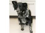 Adopt Maria a Border Collie, Flat-Coated Retriever