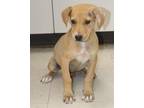 Adopt Josie a Hound, Labrador Retriever
