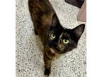 Adopt Catsby a Domestic Short Hair