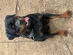 ROTTWEILER PUPPIES ready to go now