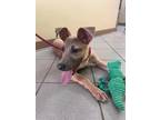 Adopt Wildflower a Shepherd