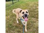 Adopt Amy a Shepherd
