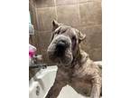 Adopt Erso a Shar-Pei