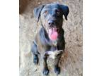 Adopt Betty a Labrador Retriever