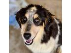 Adopt Biscuit a Mixed Breed