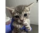 Adopt Eva a Domestic Short Hair