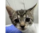 Adopt Axi a Domestic Short Hair