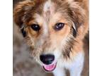 Adopt Binx a Mixed Breed