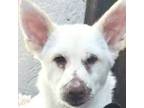Adopt Jazmine a White German Shepherd, Shiba Inu