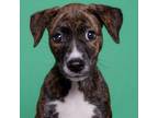 Adopt Jazz a Boxer, Hound