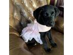 Adopt Mulan a Black Labrador Retriever, Chesapeake Bay Retriever