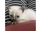 Adopt Jade a Siamese, Domestic Short Hair