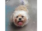 Adopt Bella a Lhasa Apso