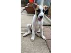 Adopt Modesty a Shepherd, German Shepherd Dog