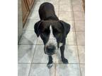Adopt Nyra a Pointer, Labrador Retriever