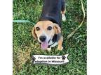 Adopt Roxie - Missouri a Beagle