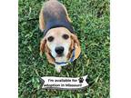 Adopt Tilly - Missouri a Beagle
