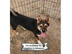 Adopt Dazzy Missouri a Shiba Inu