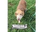Adopt Molly - Missouri a Beagle
