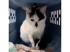 Adopt Cushion a Domestic Short Hair