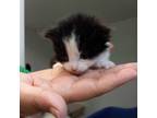 Adopt Button (Dust Bunny) a Domestic Short Hair