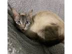 Adopt 77 - Sapphire a Siamese