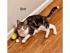Adopt 24 - Britania aka Brit a Tabby