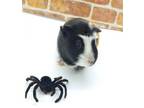 Adopt Sophie a Guinea Pig