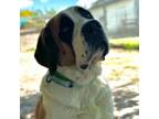 Adopt Dutchess a Mixed Breed