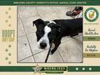 Adopt Ava a Mixed Breed