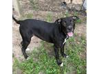 Adopt Daria a Mixed Breed