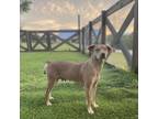 Adopt Sally Bird a Carolina Dog, Mixed Breed