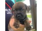 Adopt Moana a Carolina Dog, Mixed Breed