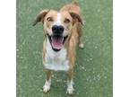 Adopt Tippy a Black Mouth Cur, Mixed Breed