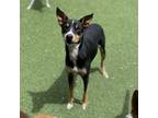 Adopt Felicity aka Bella a Labrador Retriever