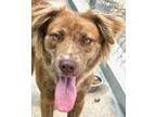 Adopt Missy a Australian Shepherd