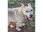 Adopt Paige a Pit Bull Terrier