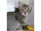 Adopt Tianna a Tabby, Domestic Short Hair