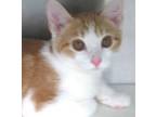 Adopt Oakland a Tabby, Domestic Short Hair