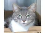 Adopt Mabel a Manx, Tabby