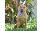 Adopt Honey Bear a Mixed Breed