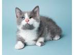 Adopt Cleo bonded with Catalope a Domestic Short Hair