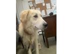 Adopt Nala a Yellow Labrador Retriever, Great Pyrenees