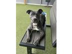 Adopt Stevie a Pit Bull Terrier, Mixed Breed