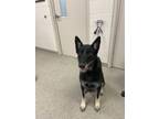 Adopt Storm a German Shepherd Dog, Mixed Breed