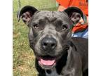 Adopt Luna a Pit Bull Terrier