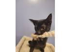 Adopt Pepsi a Domestic Short Hair