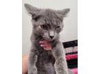 Adopt Francis a Domestic Short Hair